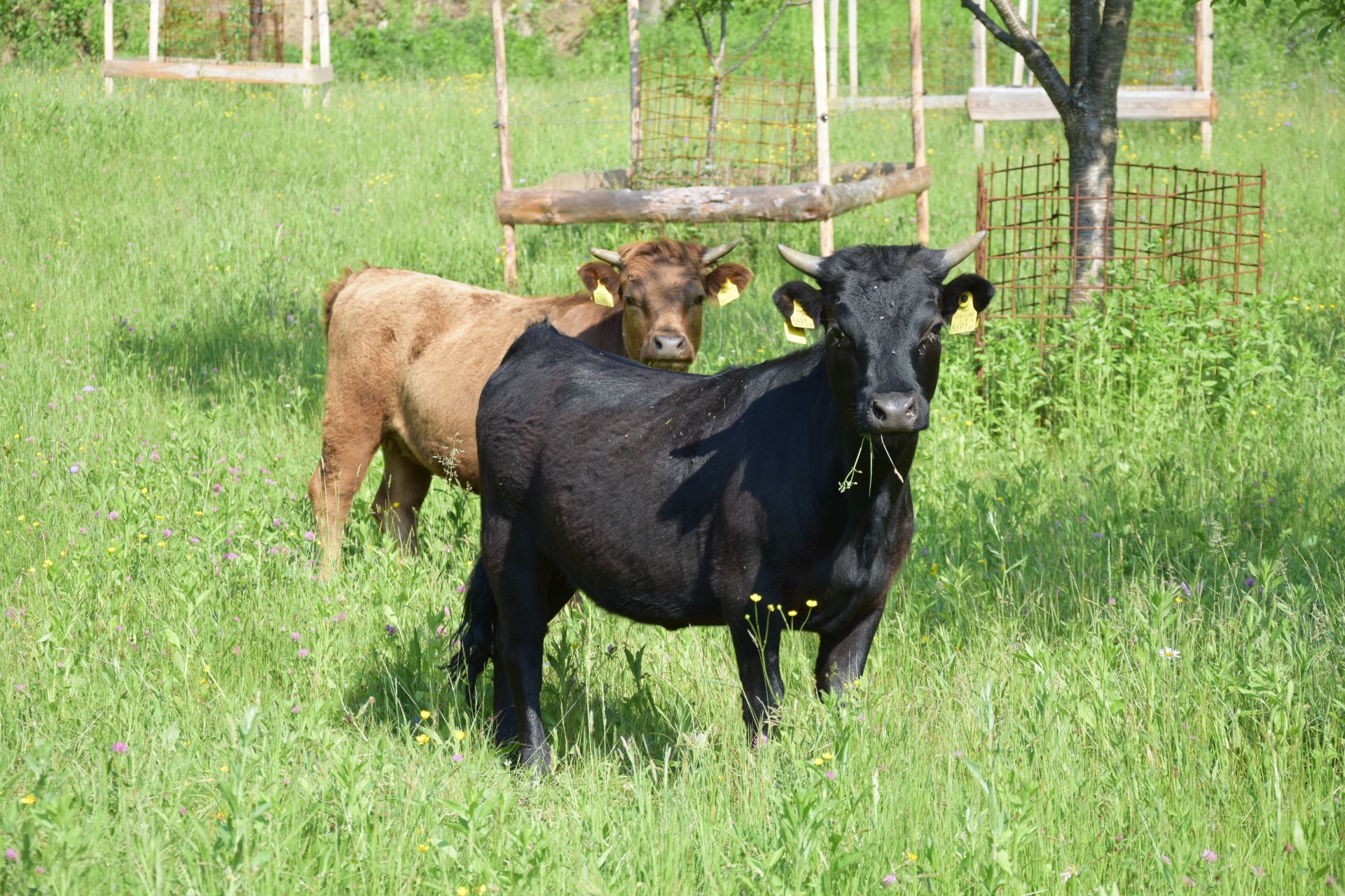 Dexter-Kalbinnen Birke und Eiche